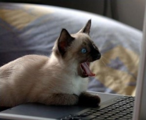 Kočka u počítače