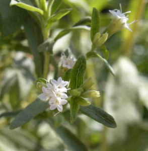 Přírodní sladidlo rostlina Stevia