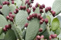 Kaktus Opuntia s plody obsahujícími betalainy