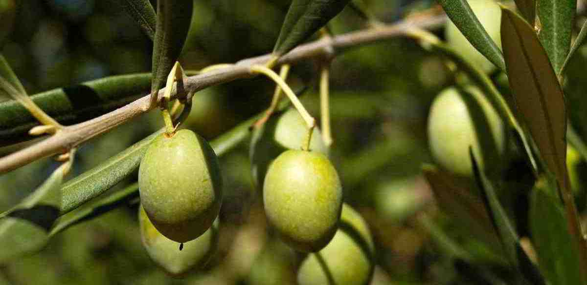 větvička olivovníku s plody